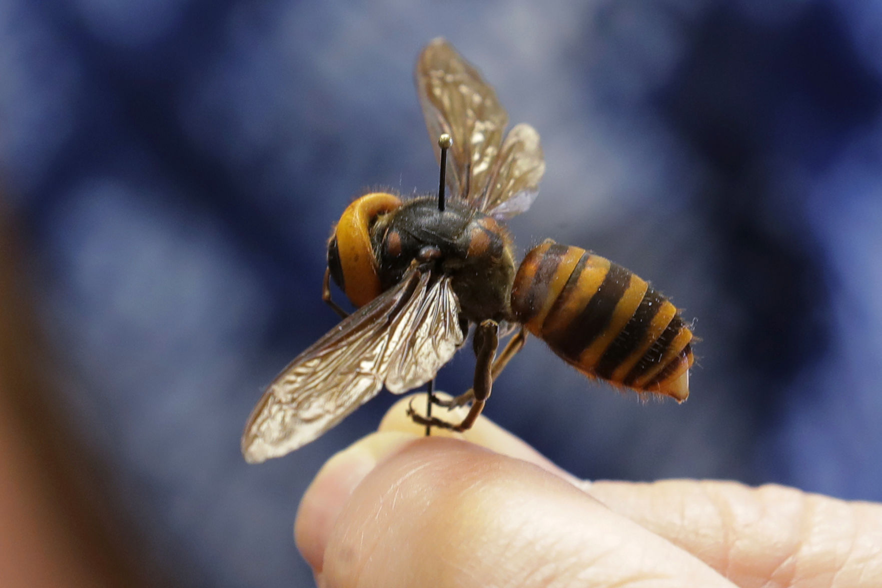 APTOPIX Murder Hornets